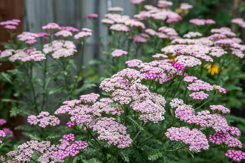 Yarrow Yarrow