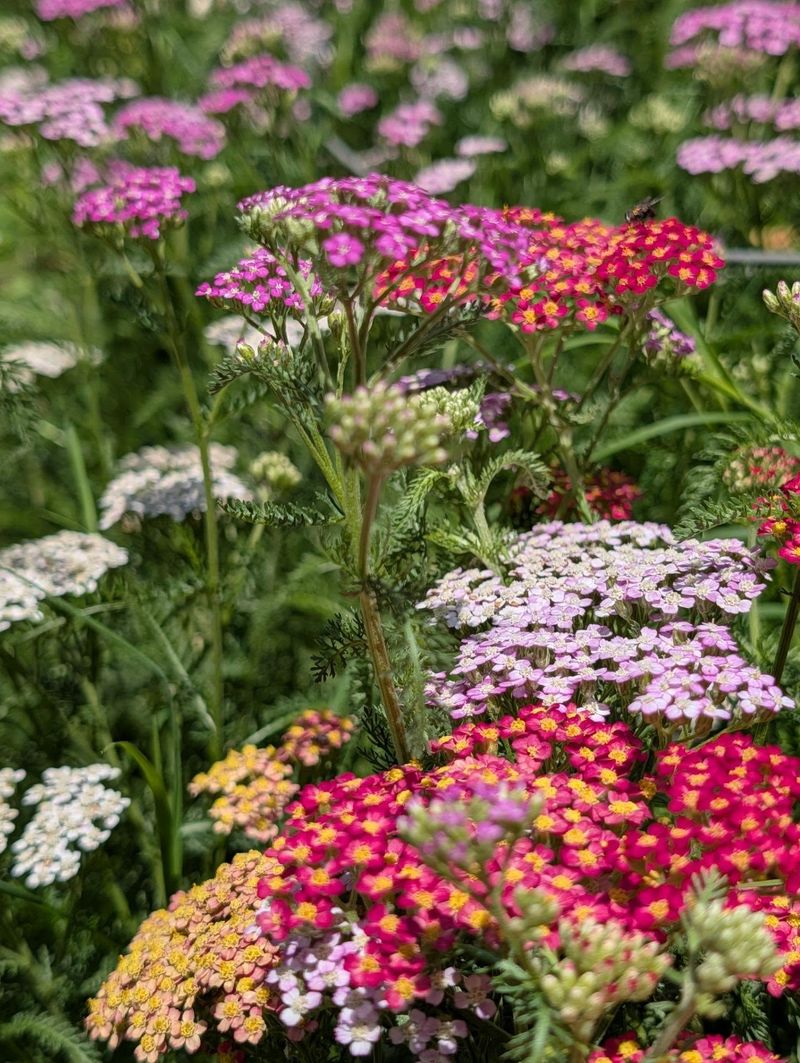 Yarrow
