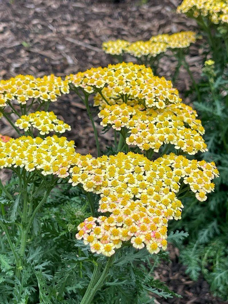 Yarrow Yarrow