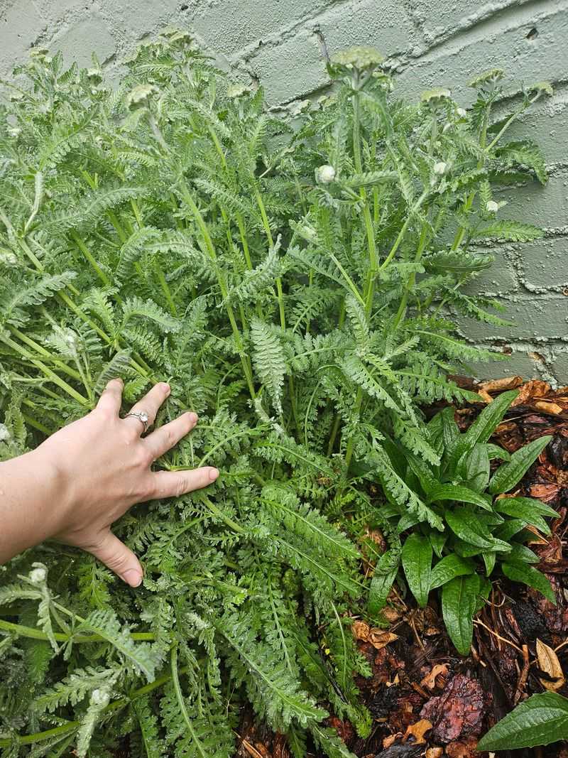 Yarrow
