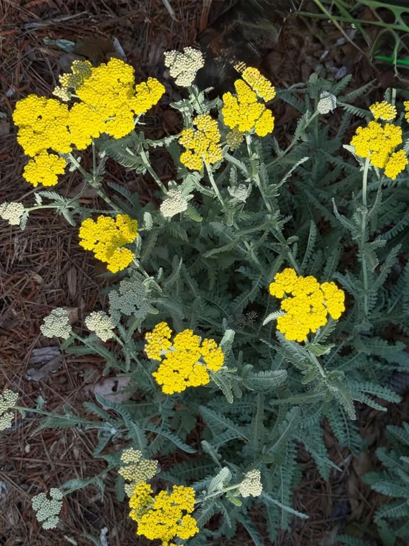 Yarrow