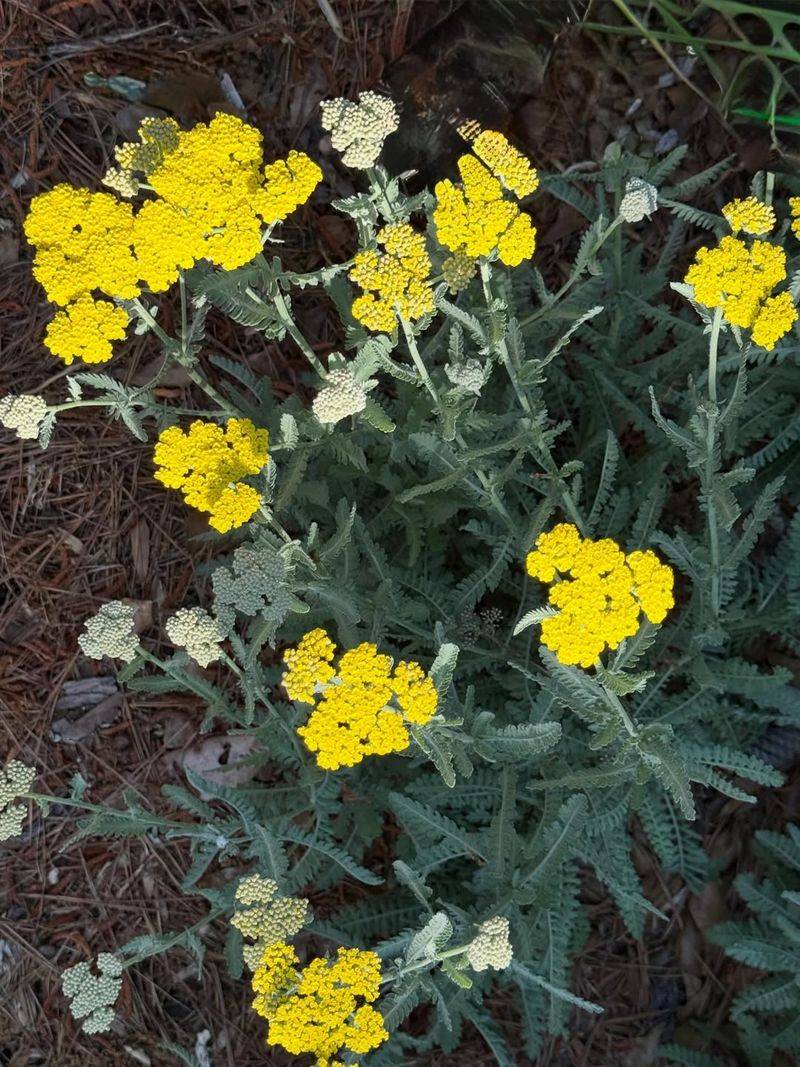 Yarrow Yarrow