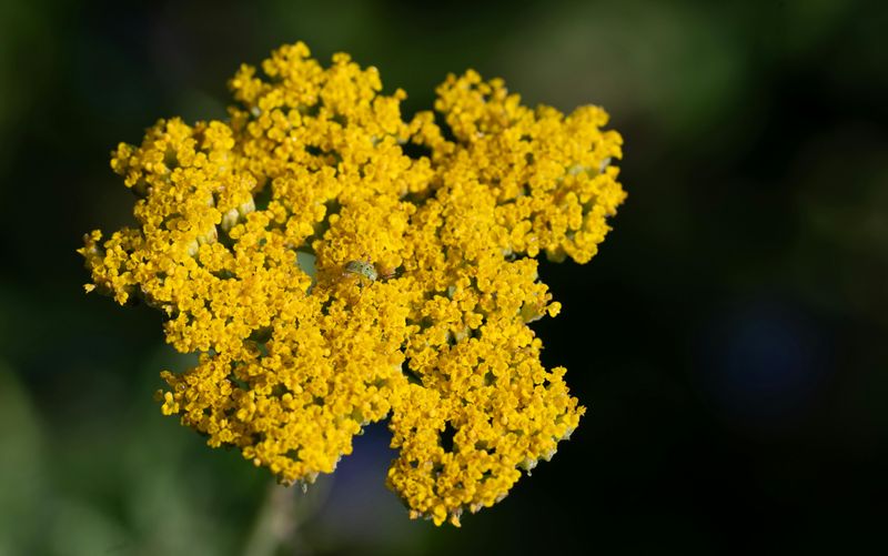 Yarrow