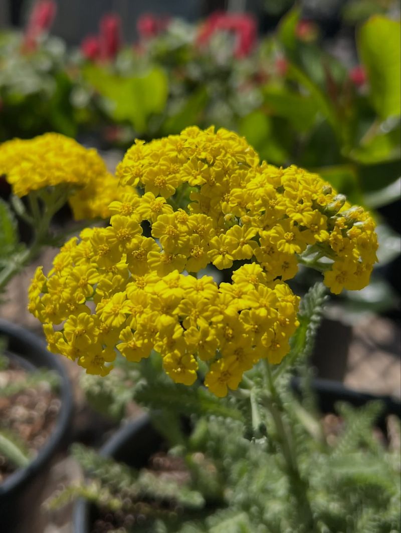 Yarrow (Achillea Millefolium)