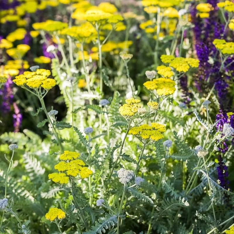 Yarrow (Achillea millefolium)
