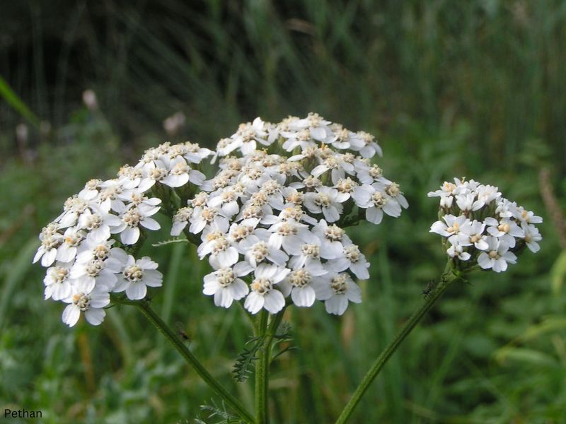 Yarrow (Achillea millefolium) Loves The Same Conditions Lavender Needs