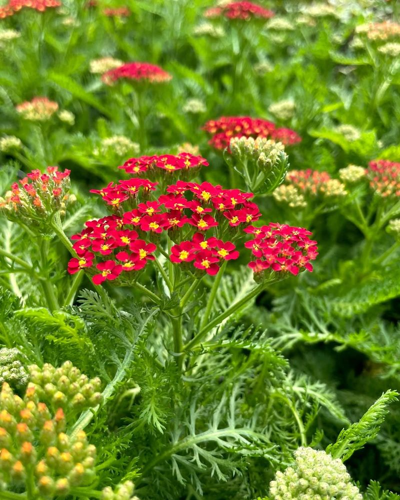 Yarrow Adds Soft Blooms With Grit Yarrow Adds Soft Blooms With Grit