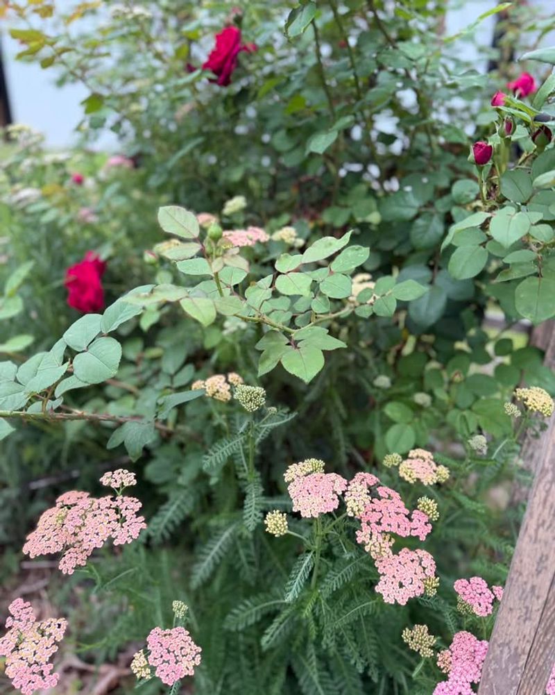 Yarrow Attracts Beneficial Insects Near Roses And Fruit Trees