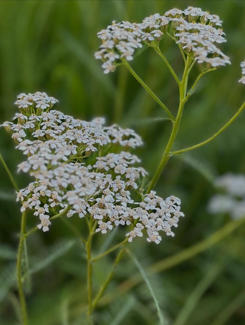 Yarrow Brings Tough Color With A Scent Deer Often Skip