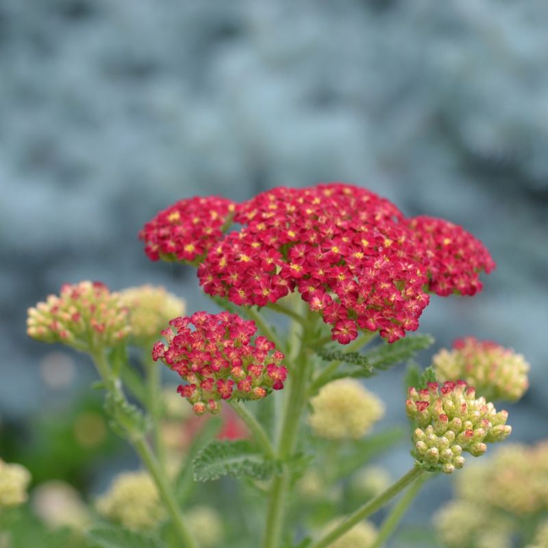 Yarrow Can Become Overcrowded Without Occasional Division