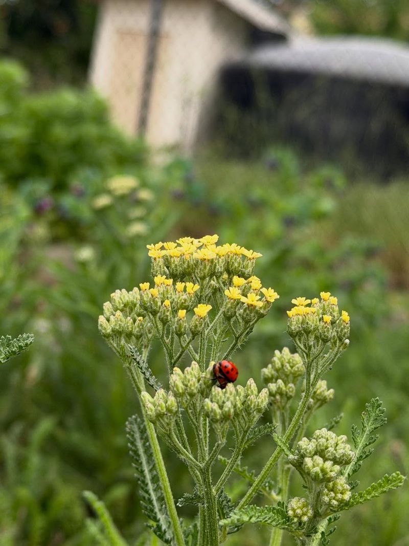 Yarrow Gives Ladybugs Better Shelter In Hot Weather