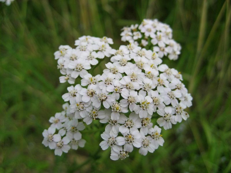 Yarrow Grows Where You Stop Trying