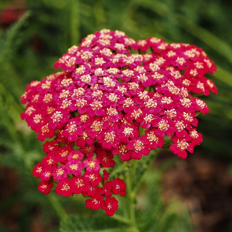 Yarrow Handles Heat And Poor Soil With Ease Yarrow Handles Heat And Poor Soil With Ease