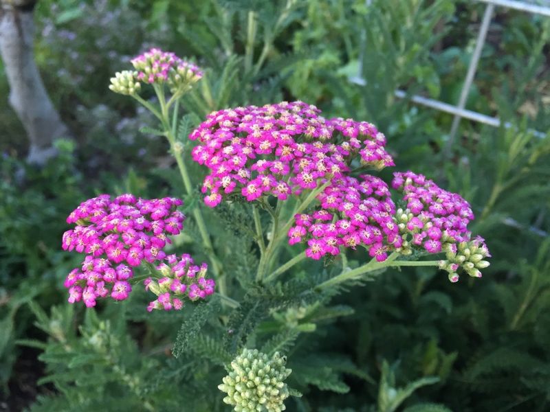 Yarrow Offers Landing Pads Near Aphid Hot Spots