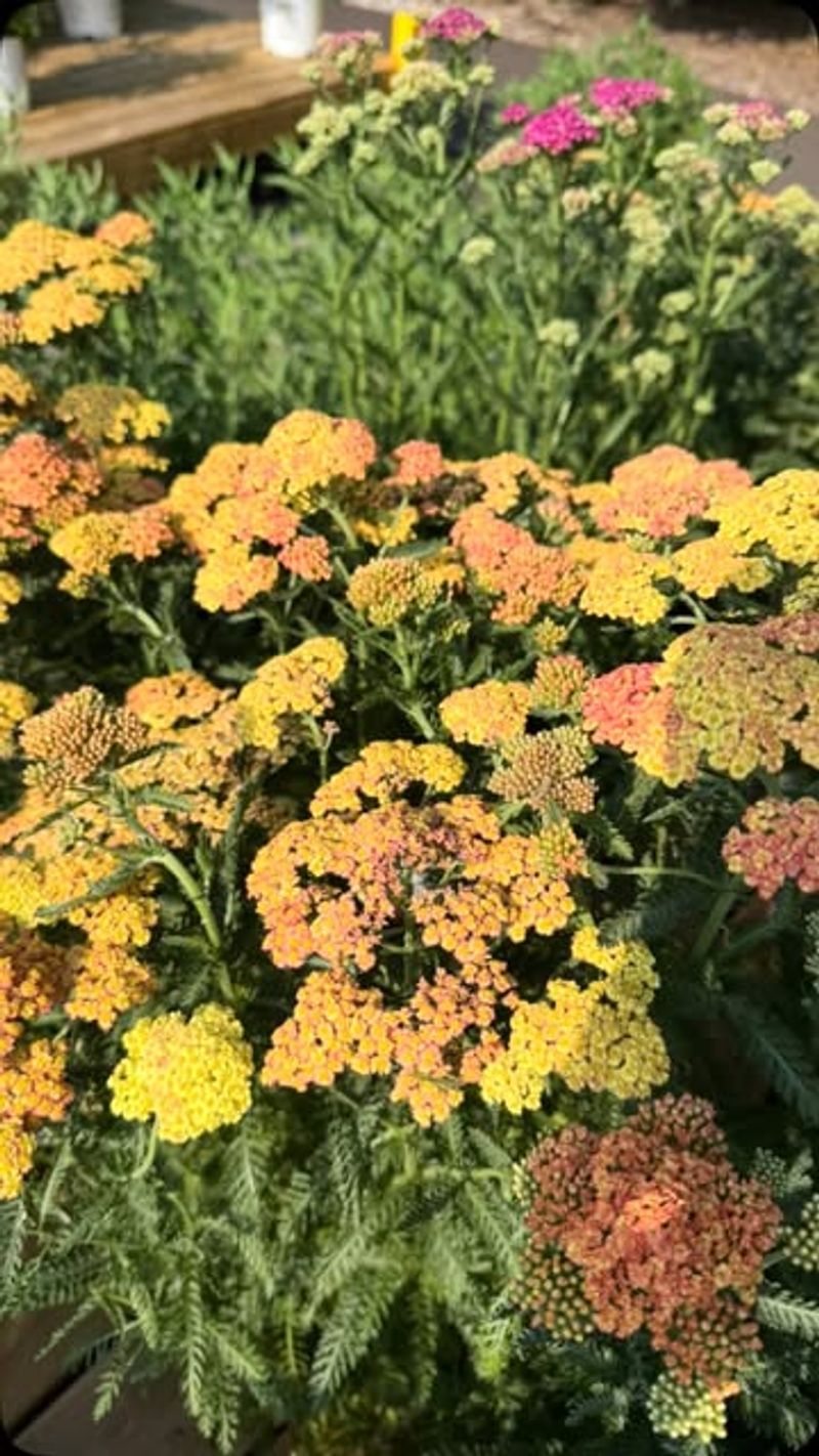Yarrow Often Produces Another Flush Of Flowers