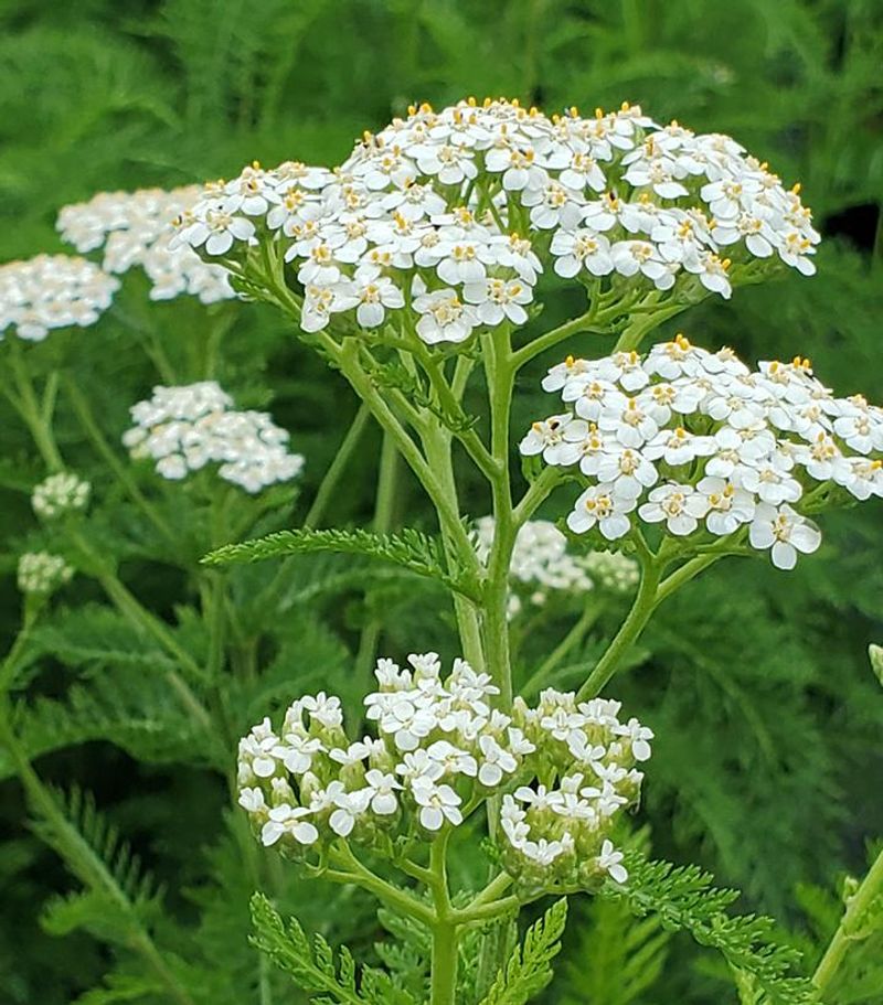 Yarrow Radiates Soft Color And Serious Toughness In Any Garden
