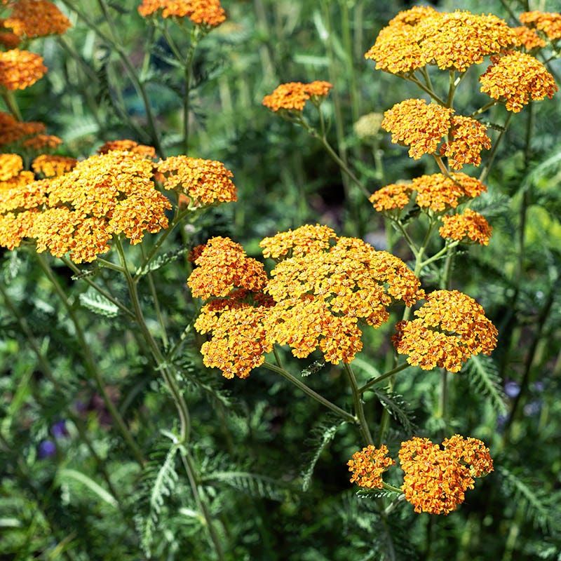 Yarrow Stays Low And Easy To Maintain