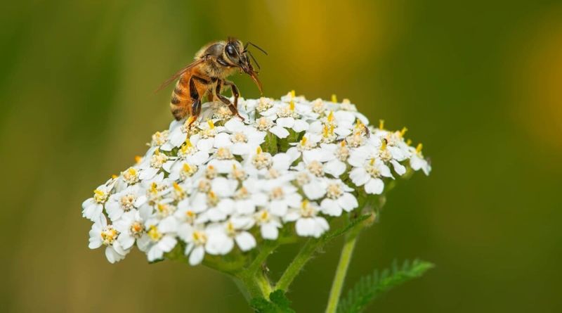 Yarrow Supports Beneficial Insects Around The Bed
