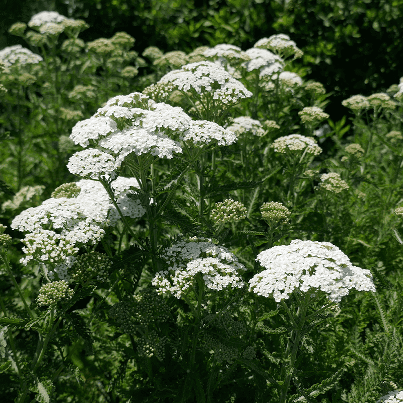 Yarrow Yarrow