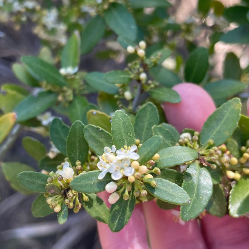 Yaupon Holly Yaupon Holly