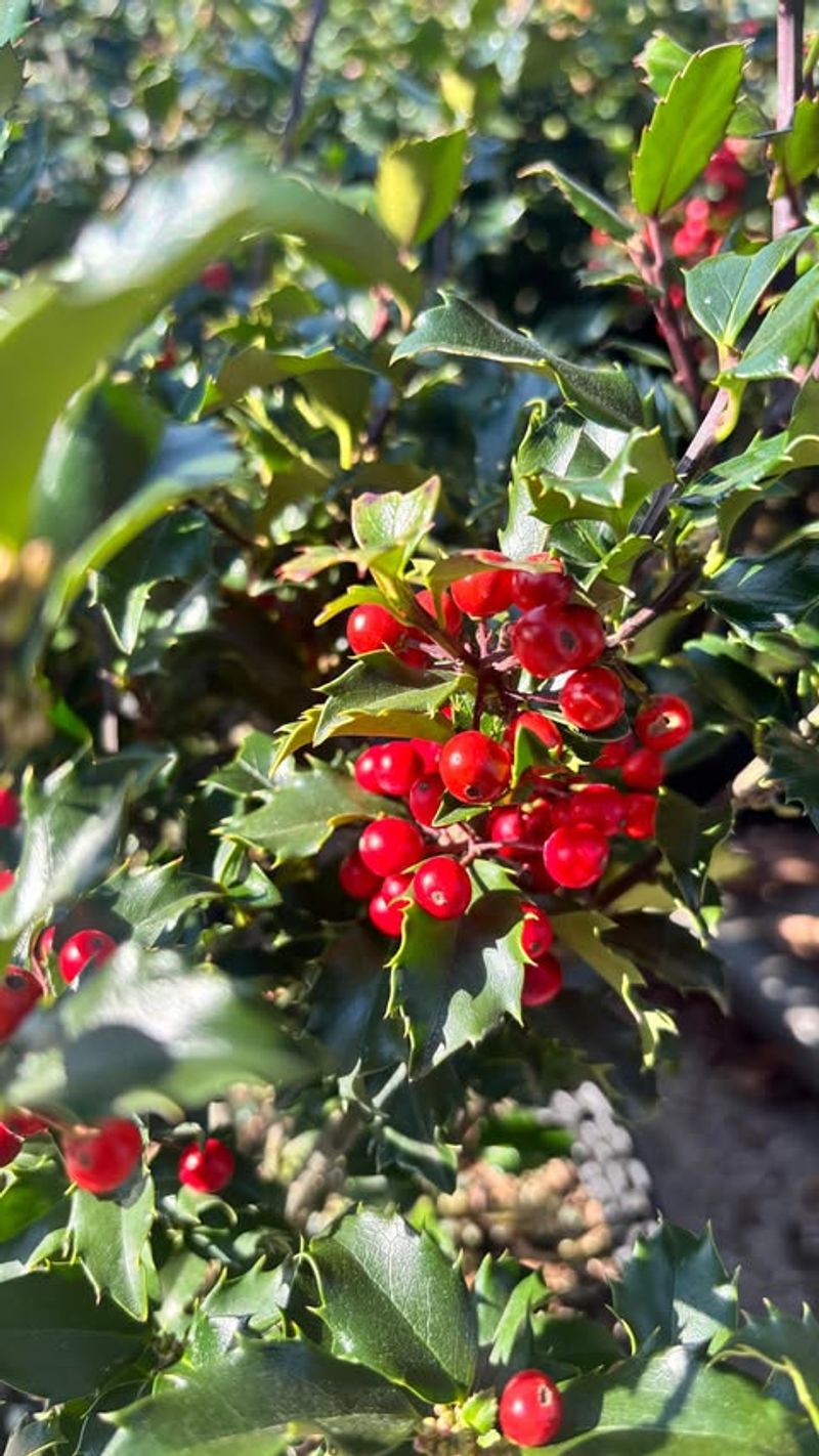 Yaupon Holly