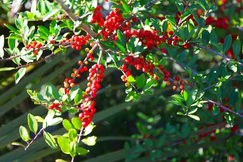 Yaupon Holly Creates Thick Evergreen Privacy Year Round