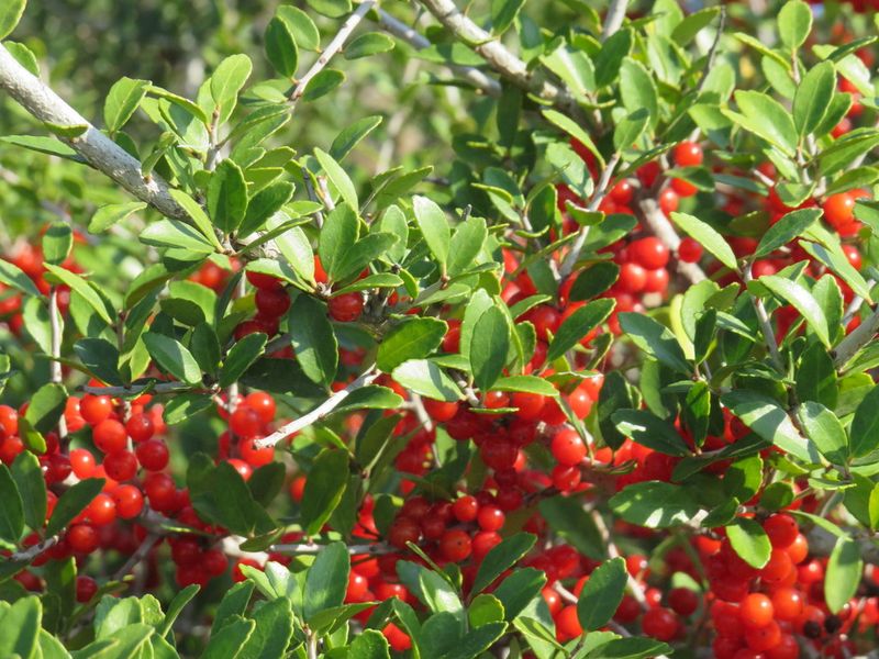 Yaupon Holly Fits Small Spaces Well