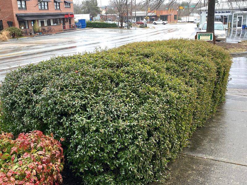 Yaupon Holly Holds Up When Conditions Get Tough