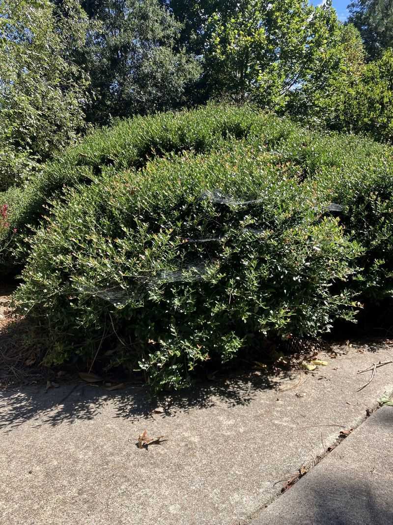 Yaupon Holly (Ilex Vomitoria)