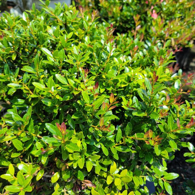 Yaupon Holly Makes A Dense Small-Tree Barrier Yaupon Holly Makes A Dense Small-Tree Barrier