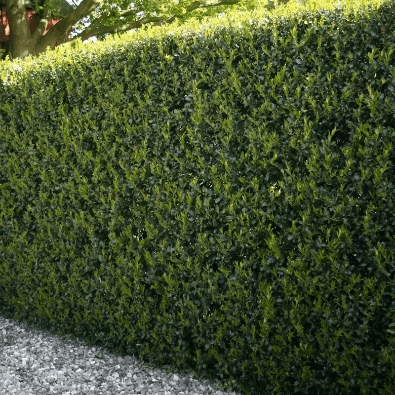 Yaupon Holly Makes A Tough Evergreen Fence Line