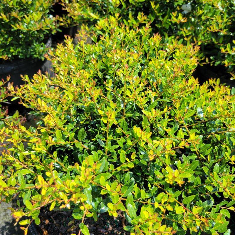 Yaupon Holly Makes A Tough Native Screening Tree