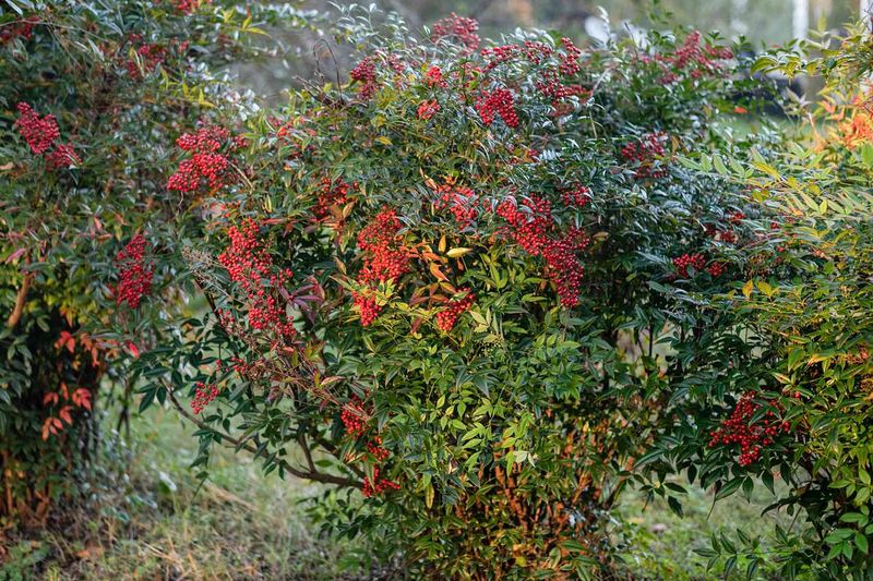 Yaupon Holly Makes Tough Screening Easier