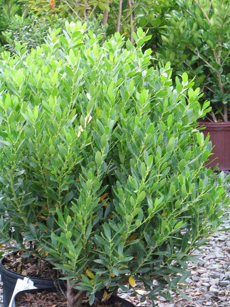 Year-Round Greenery And Winter Interest