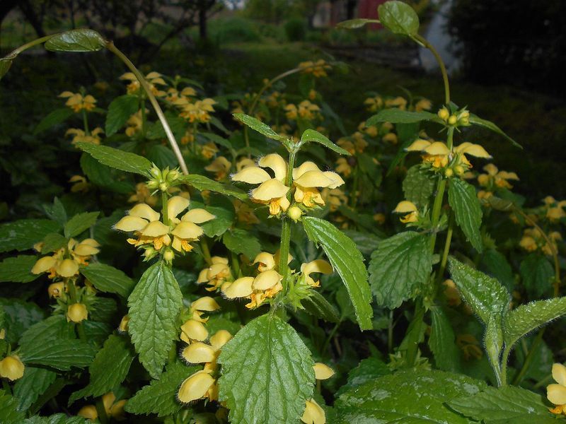 Yellow Archangel Spreads Quietly Through Shade Beds