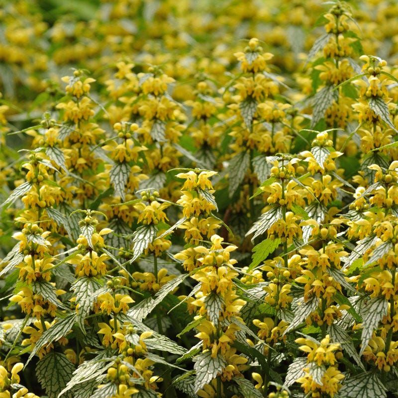Yellow Archangel Yellow Archangel