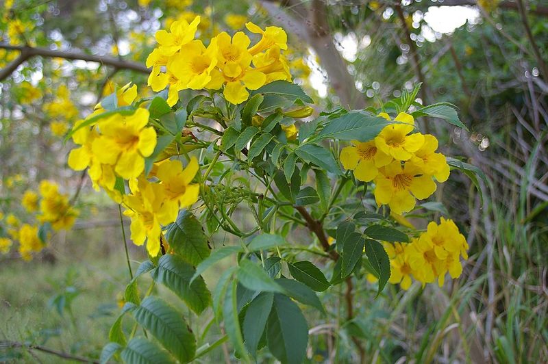 Yellow Bells Adds Seasonal Separation Near Outdoor Seating