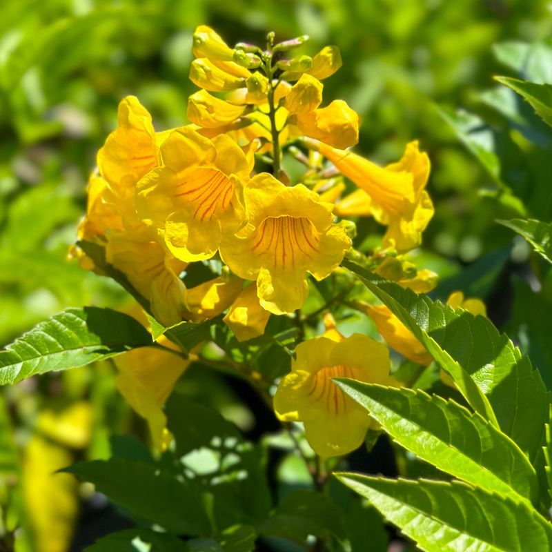 Yellow Bells Commonly Crowd Windows And Walkways