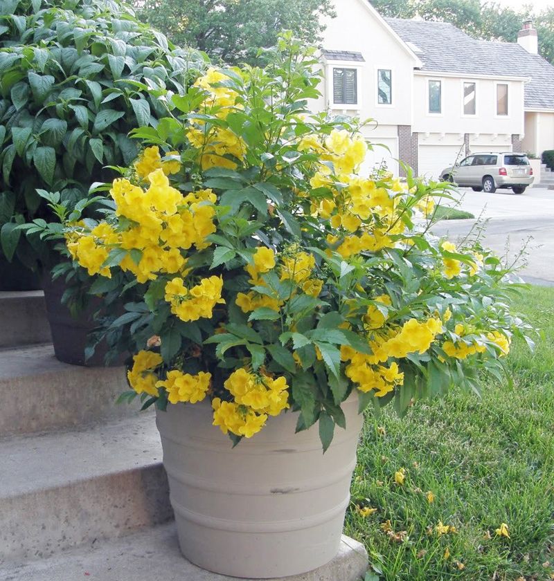 Yellow Bells Keep Producing Flowers Through Summer