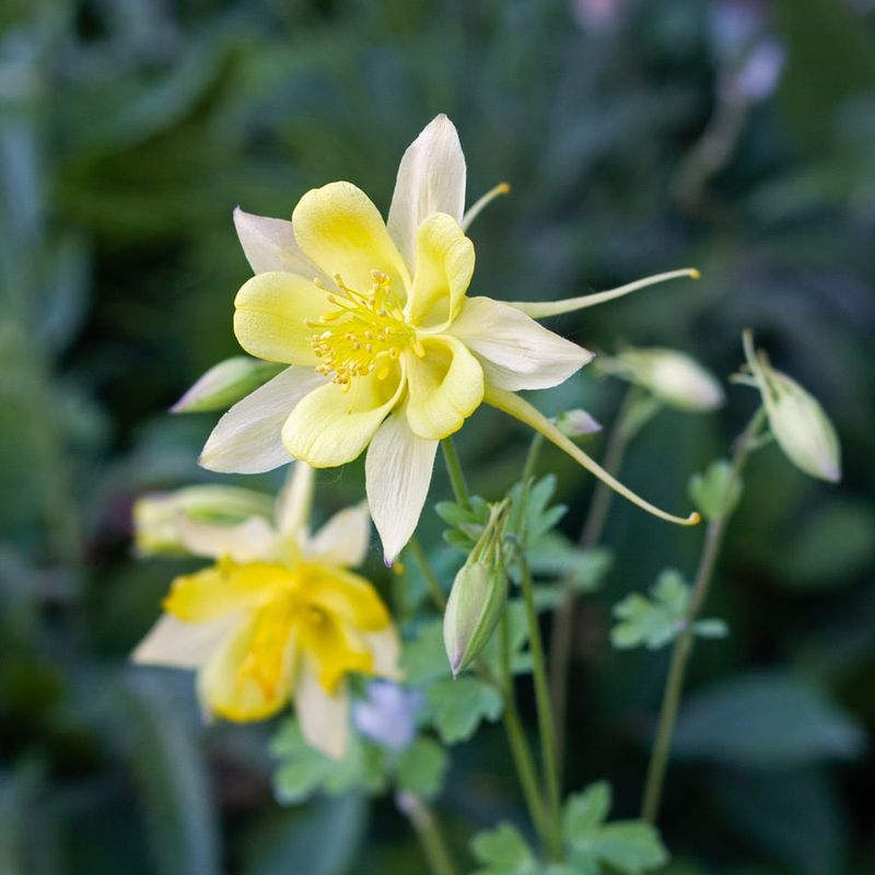 Yellow Columbine Prefers Cool Shade
