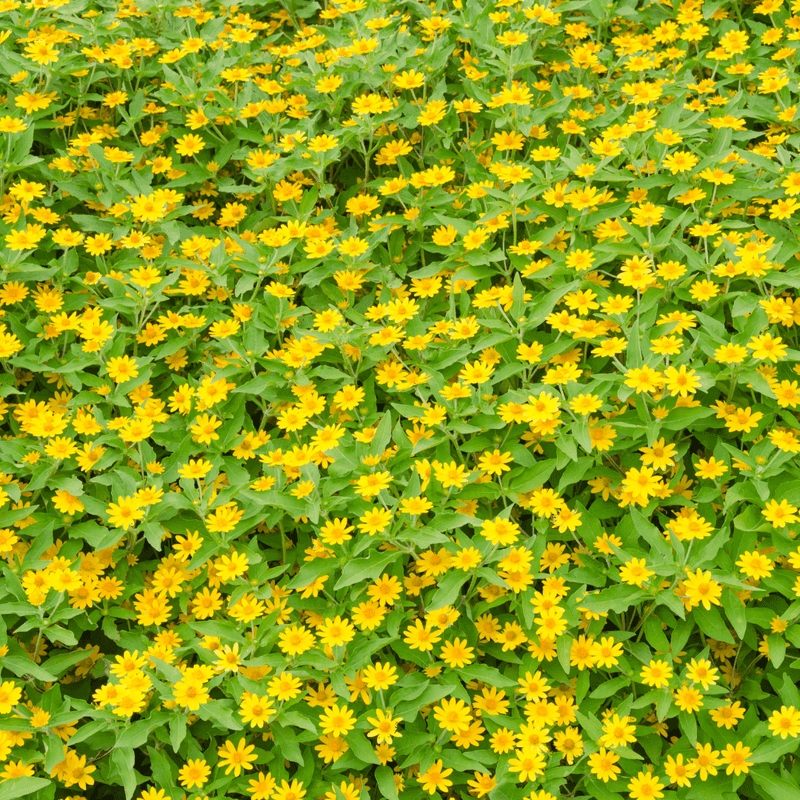 Yellow Dot Needs Steady Moisture