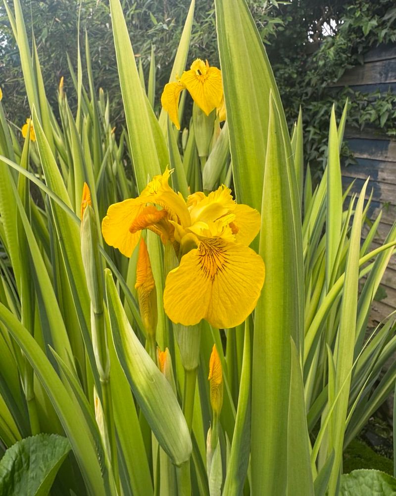 Yellow Flag Iris Crowds Out Plants Near Water Sources Yellow Flag Iris Crowds Out Plants Near Water Sources