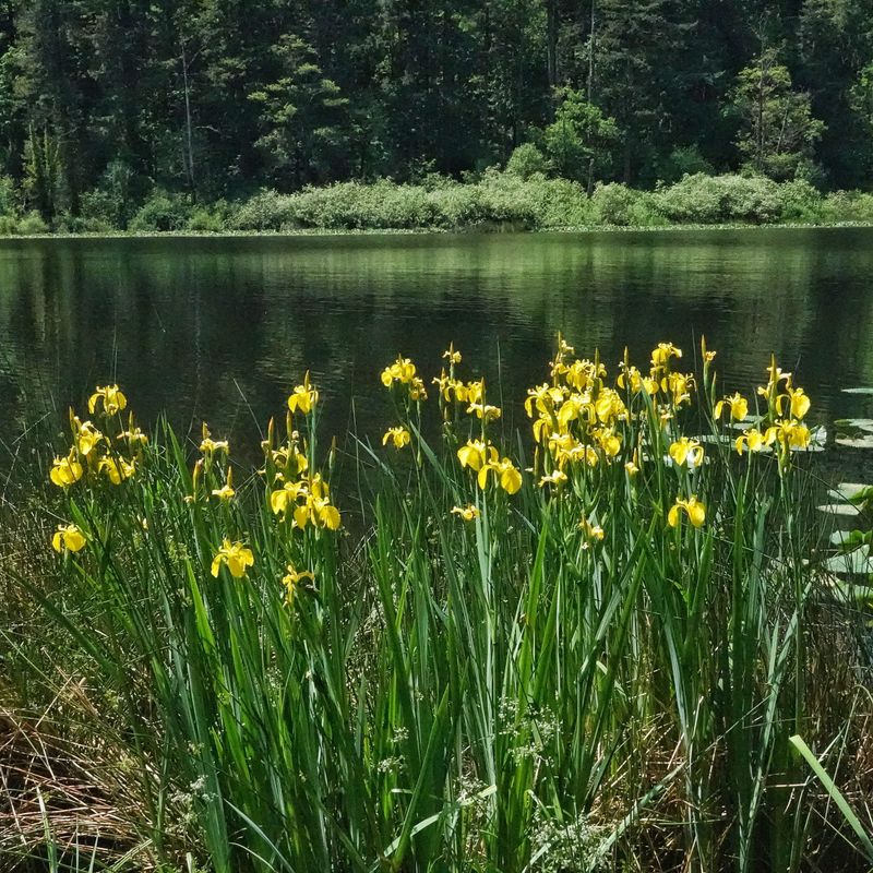 Yellow Flag Iris Takes Hold In Wet Areas