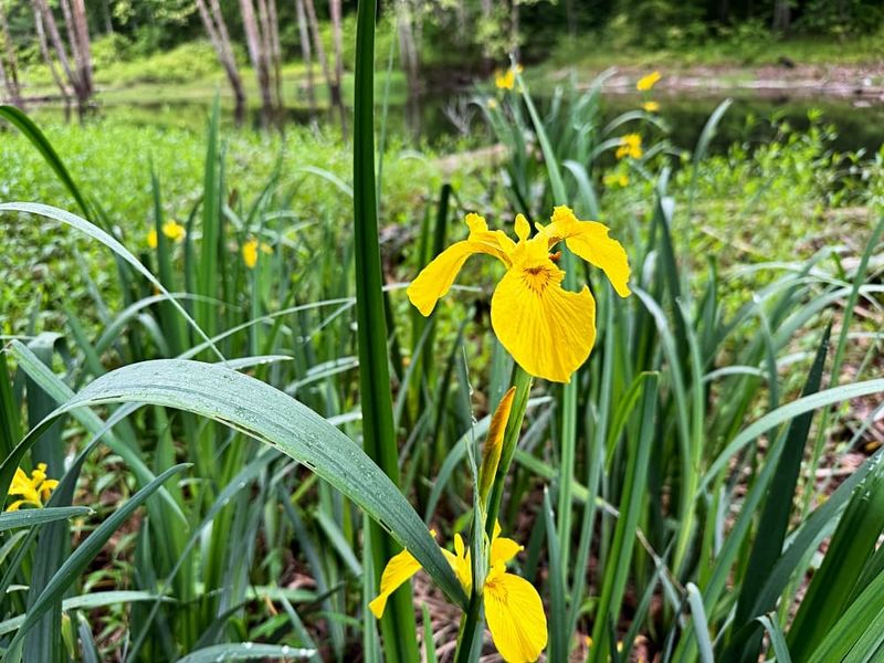 Yellow Flag Iris That Turns Into A Problem