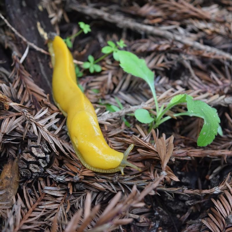 Yellow Garden Slug