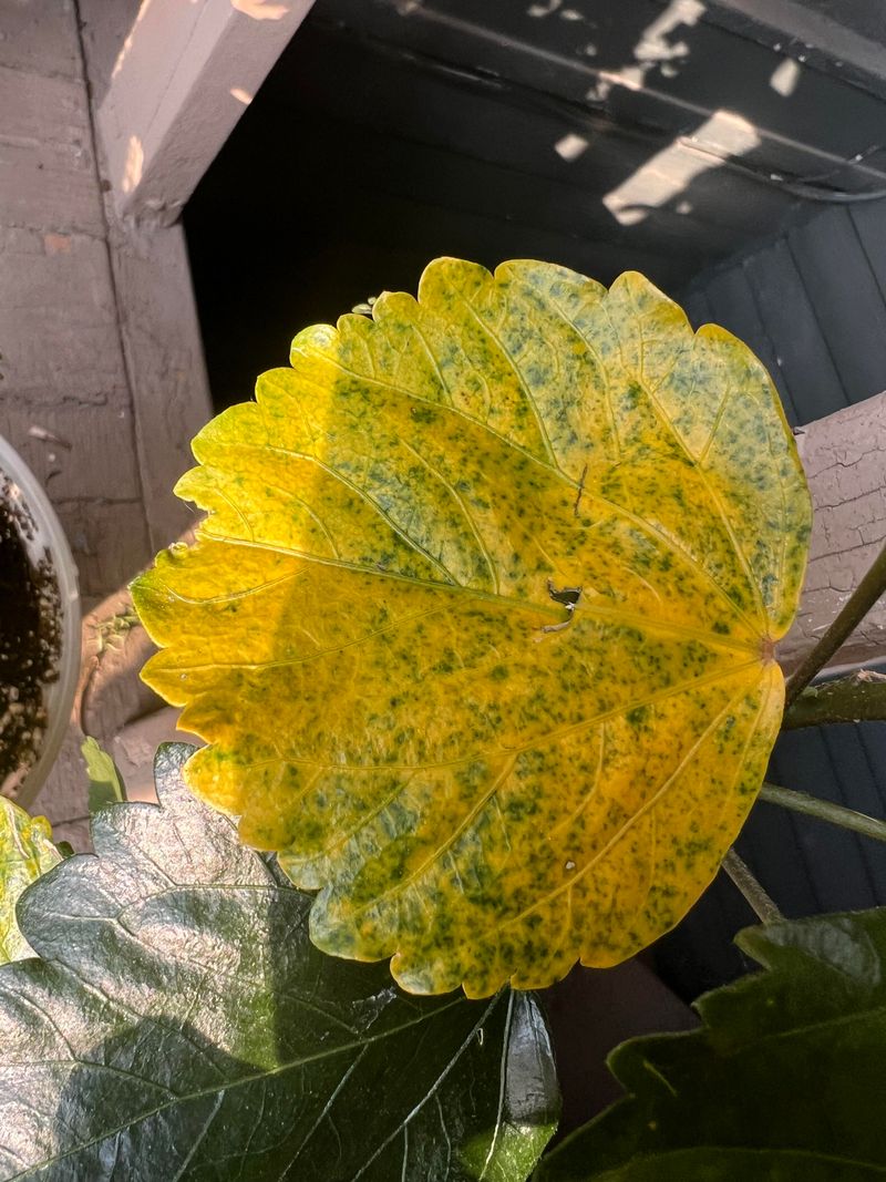 Yellow Leaves Can Mean Two Different Things