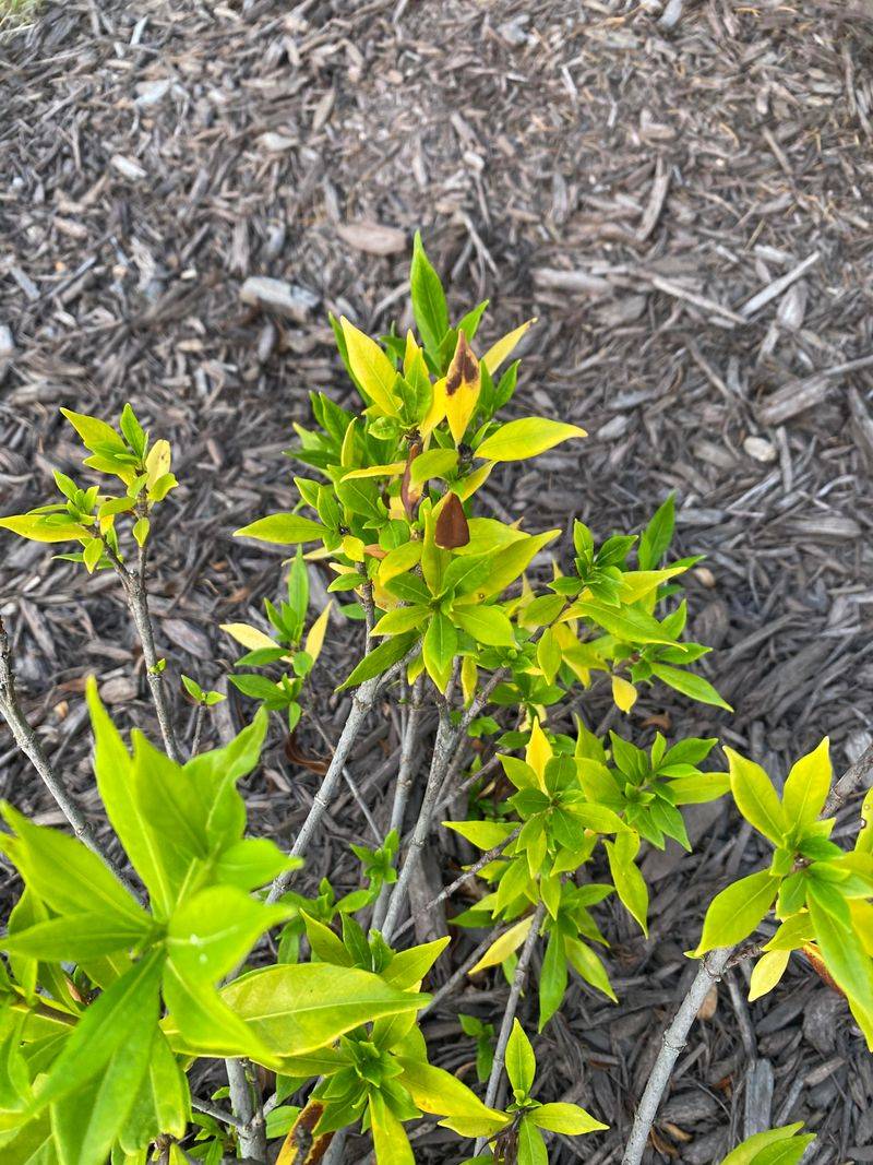 Yellow Leaves With Green Veins Point To Iron Trouble