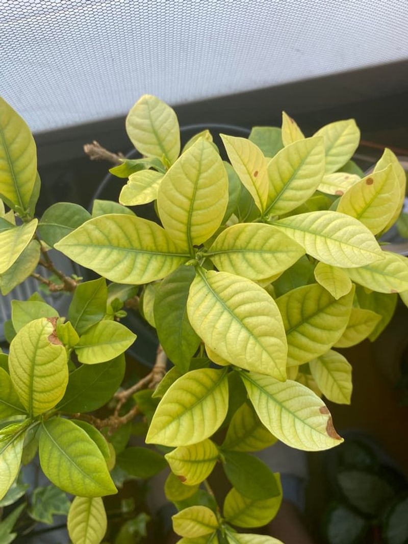 Yellow Leaves With Green Veins Point To Iron Trouble