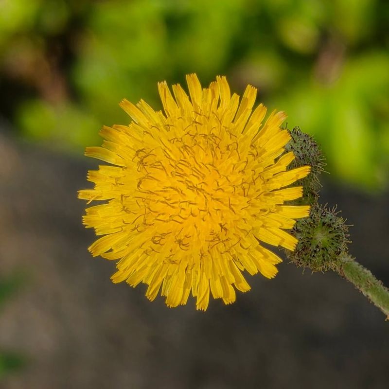 Yellow Starthistle