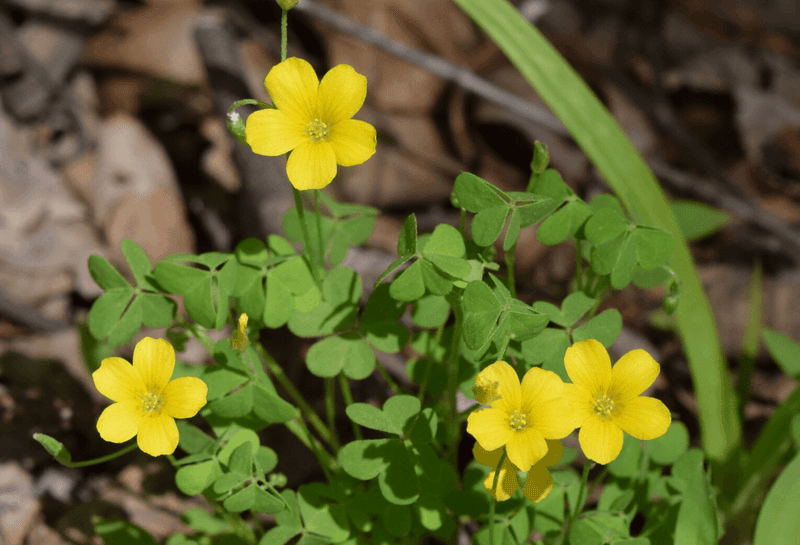 Yellow Woodsorrel